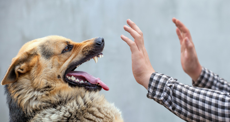 dog bite injury attorney in Los Angeles