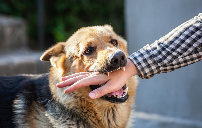 California Dog Bite Lawyer