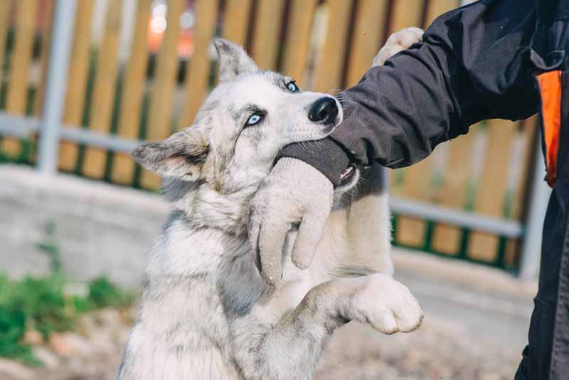 Who is Liable for a Dog Bite Injury in California? | LA Injury Group